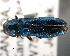  (Agrilus cyanescens - CNCCOLVG00001476)  @14 [ ] Copyright (2011) Vasily Grebennikov CFIA