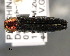  (Agrilus sinensis - CNCCOLVG00001480)  @14 [ ] Copyright (2011) Vasily Grebennikov CFIA