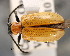  ( - CNCCOLVG00001486)  @13 [ ] Copyright (2011) Vasily Grebennikov CFIA