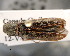  ( - CNCCOLVG00001488)  @13 [ ] Copyright (2011) Vasily Grebennikov CFIA