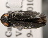  ( - CNCCOLVG00001492)  @13 [ ] Copyright (2011) Vasily Grebennikov CFIA