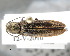  ( - CNCCOLVG00001501)  @13 [ ] Copyright (2011) Vasily Grebennikov CFIA