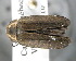  ( - CNCCOLVG00001506)  @13 [ ] Copyright (2011) Vasily Grebennikov CFIA