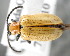  ( - CNCCOLVG00001508)  @13 [ ] Copyright (2011) Vasily Grebennikov CFIA