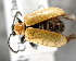  ( - CNCCOLVG00001519)  @13 [ ] Copyright (2011) Vasily Grebennikov CFIA