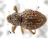  (Microxylobiini - CNCCOLVG00001554)  @14 [ ] Copyright (2011) Vasily Grebennikov CFIA