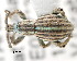  (Cadoderus - CNCCOLVG00001562)  @14 [ ] Copyright (2011) Vasily Grebennikov CFIA