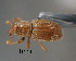  (Trichopentarthrum - CNCCOLVG00001790)  @13 [ ] Copyright (2011) Vasily Grebennikov CFIA