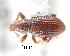 ( - CNCCOLVG00002024)  @11 [ ] Copyright (2011) Vasily Grebennikov CFIA