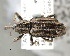  (Typoderus - CNCCOLVG00002050)  @15 [ ] Copyright (2011) Vasily Grebennikov CFIA