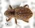  (Acamptini - CNCCOLVG00002184)  @14 [ ] Copyright (2011) Vasily Grebennikov CFIA