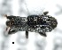  (Microplinthus - CNCCOLVG00002321)  @13 [ ] Copyright (2011) Vasily Grebennikov CFIA