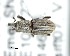  (Tetrasynommatus - CNCCOLVG00002325)  @13 [ ] Copyright (2011) Vasily Grebennikov CFIA