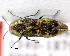  (Agrilus semicaducus - Jendek000033)  @14 [ ] Copyright (2011) Vasily Grebennikov CFIA