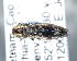  (Agrilus nagaoi - CNCCOLVG00002812)  @13 [ ] Copyright (2012) Vasily Grebennikov CFIA