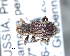  (Lobosoma - CNCCOLVG00002955)  @12 [ ] Copyright (2012) Vasily Grebennikov CFIA