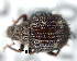  (Rhadinocopes - CNCCOLVG00003639)  @12 [ ] Copyright (2012) Vasily Grebennikov CFIA