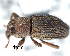  (Caenopentarthrum - CNCCOLVG00003648)  @13 [ ] Copyright (2012) Vasily Grebennikov CFIA