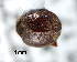  ( - CNCCOLVG00003740)  @12 [ ] Copyright (2012) Vasily Grebennikov CFIA