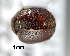  ( - CNCCOLVG00003741)  @13 [ ] Copyright (2012) Vasily Grebennikov CFIA