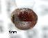  ( - CNCCOLVG00003749)  @12 [ ] Copyright (2012) Vasily Grebennikov CFIA