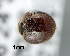  ( - CNCCOLVG00003751)  @12 [ ] Copyright (2012) Vasily Grebennikov CFIA