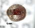  ( - CNCCOLVG00003758)  @12 [ ] Copyright (2012) Vasily Grebennikov CFIA
