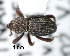  (Devernodes chthonia - CNCCOLVG00004342)  @13 [ ] Copyright (2012) Vasily Grebennikov CFIA