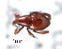  (Otibazo polyphemus - CNCCOLVG00004356)  @13 [ ] Copyright (2012) Vasily Grebennikov CFIA