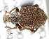  (Trachyphloeoides - CNCCOLVG00004538)  @14 [ ] Copyright (2012) Vasily Grebennikov CFIA