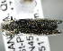  (Agrilus pensus - CNCCOLVG00004640)  @13 [ ] Copyright (2012) Vasily Grebennikov CFIA
