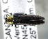  (Agrilus ruficollis - CNCCOLVG00004653)  @14 [ ] Copyright (2012) Vasily Grebennikov CFIA