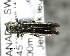  (Agrilus obsoletoguttatus - CNCCOLVG00004692)  @14 [ ] Copyright (2012) Vasily Grebennikov CFIA