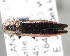 (Agrilus crataegi - CNCCOLVG00004702)  @15 [ ] Copyright (2012) Vasily Grebennikov CFIA