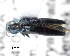  (Agrilus osburni - CNCCOLVG00004703)  @14 [ ] Copyright (2012) Vasily Grebennikov CFIA