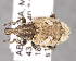  (Graptus - CNCCOLVG00006346)  @14 [ ] Copyright (2013) Vasily Grebennikov CFIA
