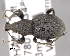  (Otiorhynchus granulatissimus - CNCCOLVG00006369)  @14 [ ] Copyright (2013) Vasily Grebennikov CFIA