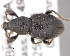  (Otiorhynchus impressiceps - CNCCOLVG00006431)  @14 [ ] Copyright (2013) Vasily Grebennikov CFIA
