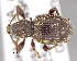  (Otiorhynchus adelaidae - CNCCOLVG00006438)  @14 [ ] Copyright (2013) Vasily Grebennikov CFIA