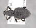  (Otiorhynchus subcoriaceus - CNCCOLVG00006472)  @14 [ ] Copyright (2013) Vasily Grebennikov CFIA
