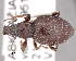  (Otiorhynchus schamylianus - CNCCOLVG00006474)  @15 [ ] Copyright (2013) Vasily Grebennikov CFIA
