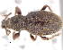  (Otiorhynchus argonauta - CNCCOLVG00006478)  @14 [ ] Copyright (2013) Vasily Grebennikov CFIA