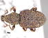  (Otiorhynchus bidentatus - CNCCOLVG00006483)  @14 [ ] Copyright (2013) Vasily Grebennikov CFIA