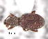  (Otiorhynchus argus - CNCCOLVG00006530)  @14 [ ] Copyright (2013) Vasily Grebennikov CFIA