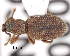  (Otiorhynchus pseudomias - CNCCOLVG00006533)  @14 [ ] Copyright (2013) Vasily Grebennikov CFIA