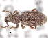  ( - CNCCOLVG00006554)  @14 [ ] Copyright (2013) Vasily Grebennikov CFIA