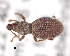  ( - CNCCOLVG00006561)  @13 [ ] Copyright (2013) Vasily Grebennikov CFIA