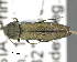  (Agrilus ussuricola - CNCCOLVG00007376)  @14 [ ] Copyright (2015) Vasily Grebennikov CFIA