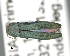 (Agrilus moerens - CNCCOLVG00007379)  @14 [ ] Copyright (2015) Vasily Grebennikov CFIA