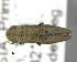  (Agrilus nicolanus - CNCCOLVG00007381)  @14 [ ] Copyright (2015) Vasily Grebennikov CFIA